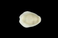 藏品(黃寶螺)的圖片